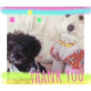 my dogs 2