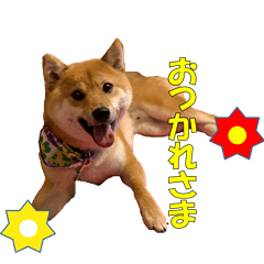 Sticker of Shiba dog prince"ryuu"