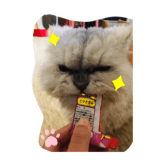 阿咪日常生活貼圖