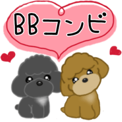 BB Toy poodle