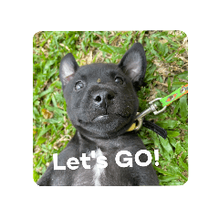 Coffee and Tea the two Puppies Improved