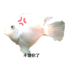 我家小魚日常