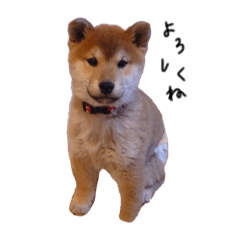 Japanese dogs shiba inu