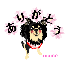 チワワのちいさいmomoちゃんスタンプ