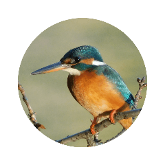 Kingfisher world