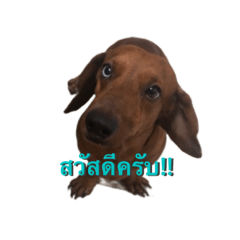 Saiting the sausage dog