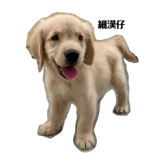 黃金獵犬-薩哥