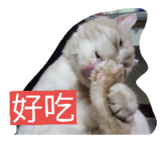 BOBOISCAT