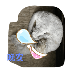 動物大合集（1）