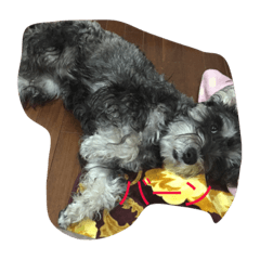 Miniature schnauzerJennytwo