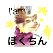 I'am Chihuahua