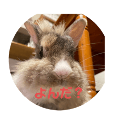 rabbit_20220515203245