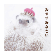 ame hedgehog