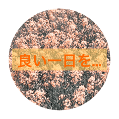 apum