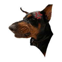 dobermanns