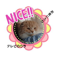 うちのスコ(寝姿など)