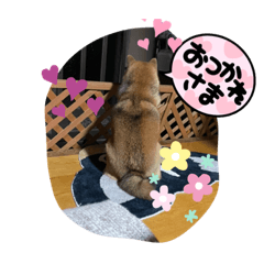 ayumi_20220517003338