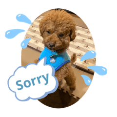 トイプードルスタンプPoco