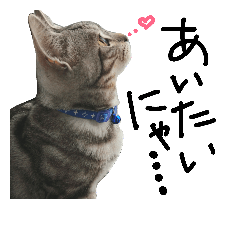 BiBi the cat 7(Love Love ver.)