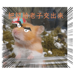 倉鼠樂樂～