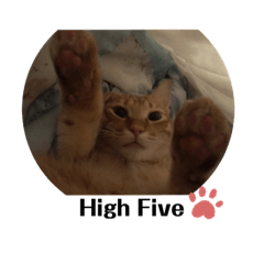 Pi的貓生貼圖(黑字)