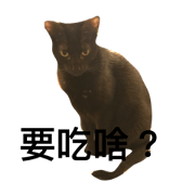 unhappy cat.