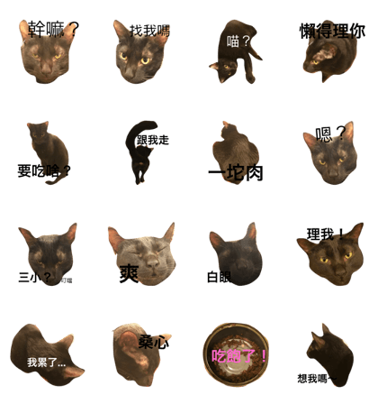 unhappy cat.