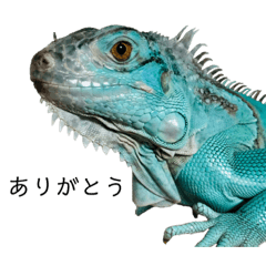 iguana Umi-san.