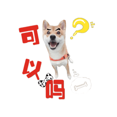 柴犬熊熊的五四三