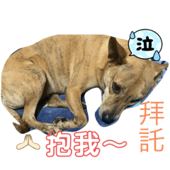 專屬阿寶貼圖