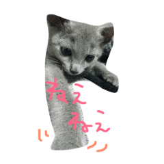 I live my kitten,MINT part1