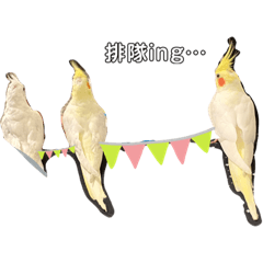 可愛の玄鳳