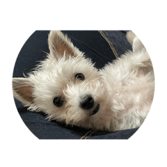 花犬