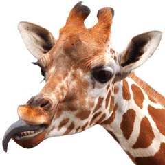 Zoo of the giraffe