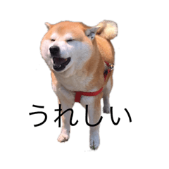 ringo_20220517145738