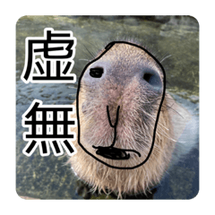 Capybara-20220517