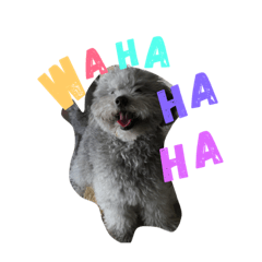 daily  toy poodle 2