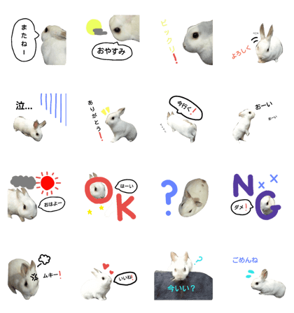 Rabbit(1)