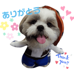 Shih tzu moka