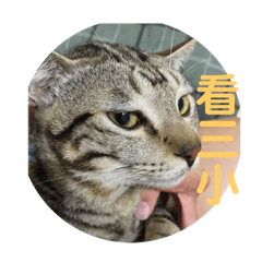 毛孩子肉肉豆豆芝麻