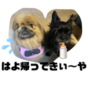 Pekingese and Pekingese Brothers Second