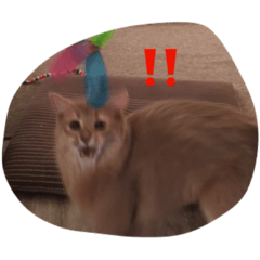 cocoa A (cat)