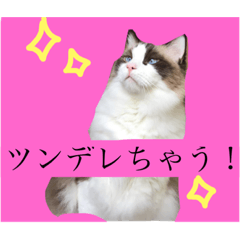 cat of the kansai dialect.