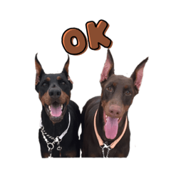 dobermannsok