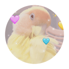 多多小小小小鳥