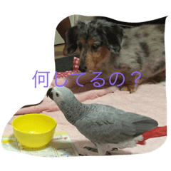 INU&nbsp; &nbsp;no  ru-ku