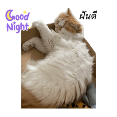 Cat box_20220519094920