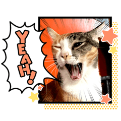 Stray@cats