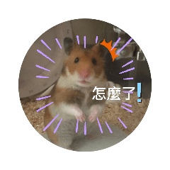 可愛的老鼠❤️