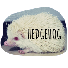 Hedgehog & Lesser Hedgehog Tenrec